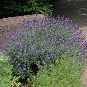 Plant Photo 10