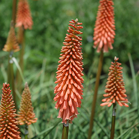 Plant Photo 10
