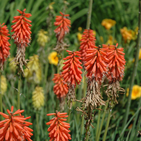 Plant Photo 9