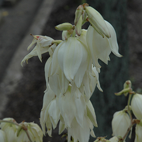Plant Photo 4