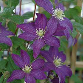 Plant Photo 8