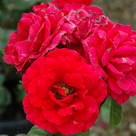 Plant Photo 2