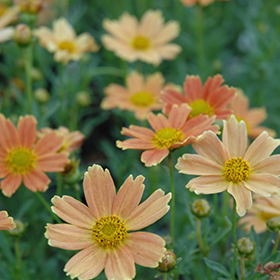 Plant Photo 3