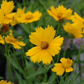 Plant Photo 9