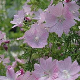 Plant Photo 5