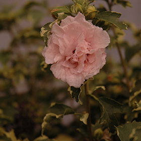 Plant Photo 5