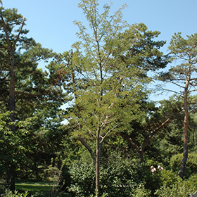 Plant Photo 10