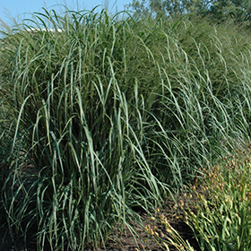 Plant Photo 2