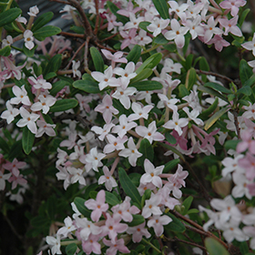 Plant Photo 10