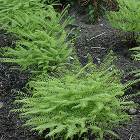 Plant Photo 1
