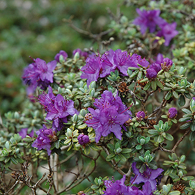 Plant Photo 9
