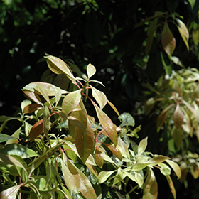 Plant Photo 2
