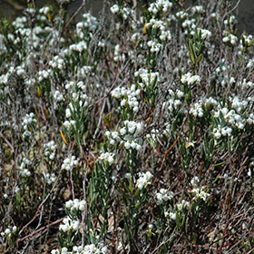 Plant Photo 10