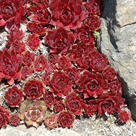 Plant Photo 10