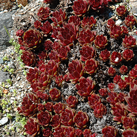 Plant Photo 2