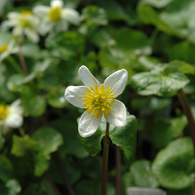 Plant Photo 7