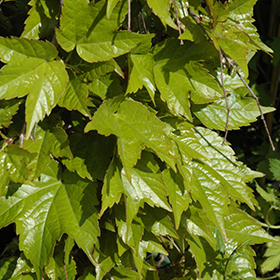 Plant Photo 4