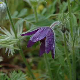 Plant Photo 4