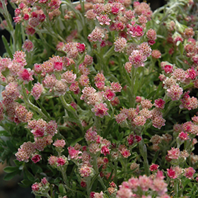 Plant Photo 7