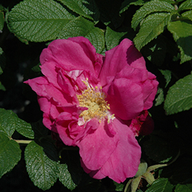 Plant Photo 5