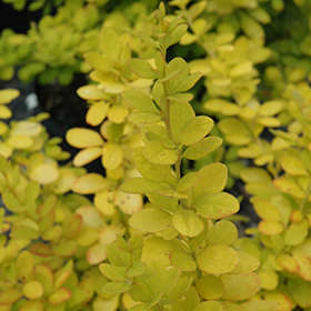 Plant Photo 8