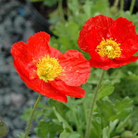 Plant Photo 2