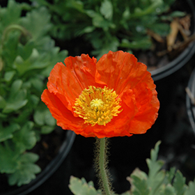 Plant Photo 1