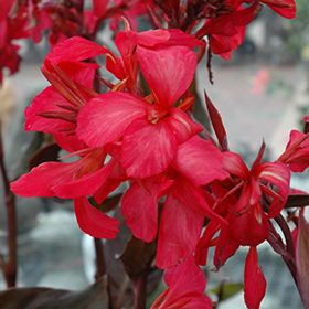 Plant Photo 4