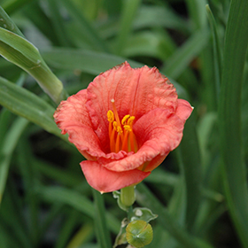 Plant Photo 5