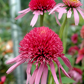 Plant Photo 4