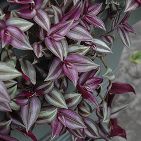 Plant Photo 10