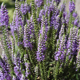 Plant Photo 5