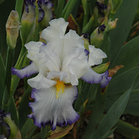 Plant Photo 9