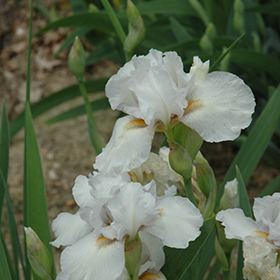 Plant Photo 3