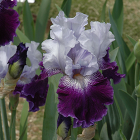 Plant Photo 9