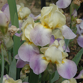 Plant Photo 10