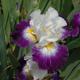 Plant Photo 2