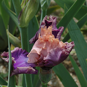 Plant Photo 7