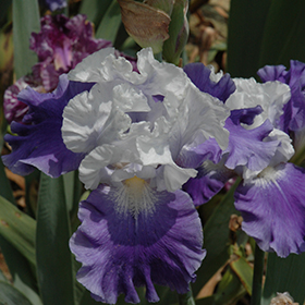 Plant Photo 7