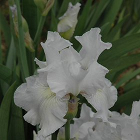 Plant Photo 3