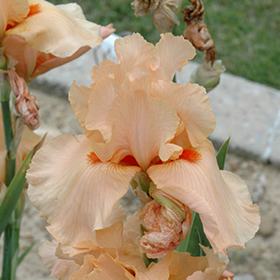 Plant Photo 2