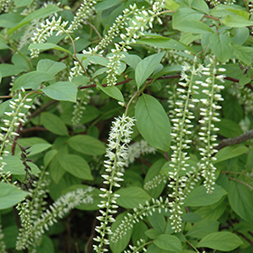 Plant Photo 9