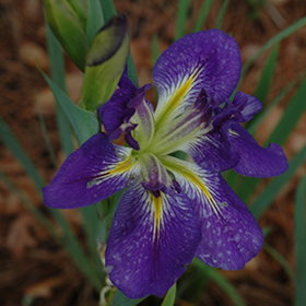 Plant Photo 1
