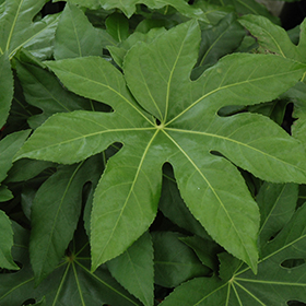 Plant Photo 4