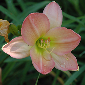 Plant Photo 8