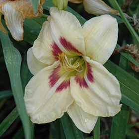 Plant Photo 6