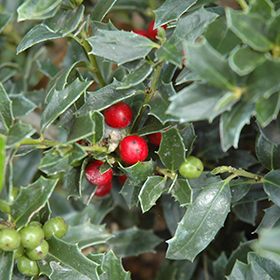 Plant Photo 6