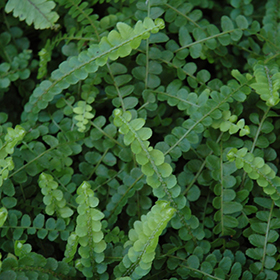 Plant Photo 8