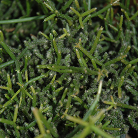 Plant Photo 10
