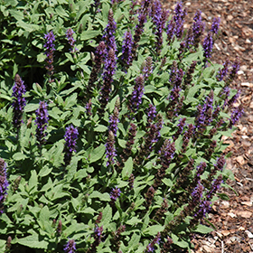 Plant Photo 5